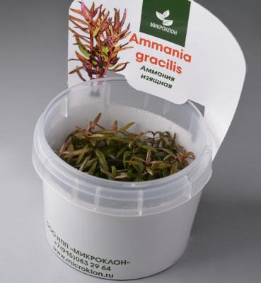 Аммания грасилис (меристемное растение)